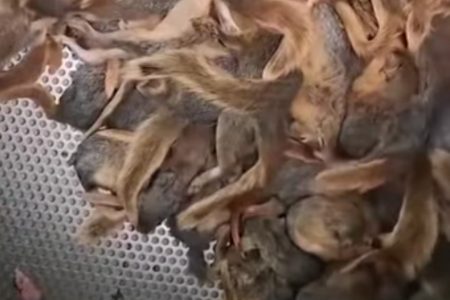 سودی کوتاه،خسارتی بزرگ  برای زاگرس