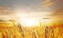 آمادگی کامل برای خرید تضمینی گندم در سال زراعی جاری