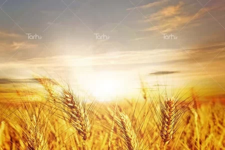 آمادگی کامل برای خرید تضمینی گندم در سال زراعی جاری