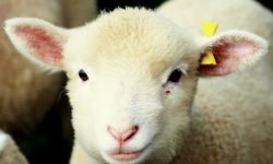گوسفندی که دو کار کرد / مهمانی محلی و پذیرایی شهری