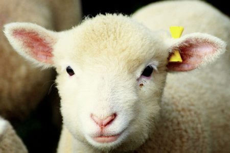 گوسفندی که دو کار کرد / مهمانی محلی و پذیرایی شهری