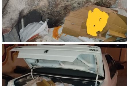 کشف لاشه یک رأس گراز وحشی از شکارچی متخلف در دهلران